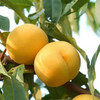 山东蒙阴黄金蜜毛桃 4.5-5斤10-14个彩箱装 一果一格 足斤，未满格为正常现象 商品缩略图1