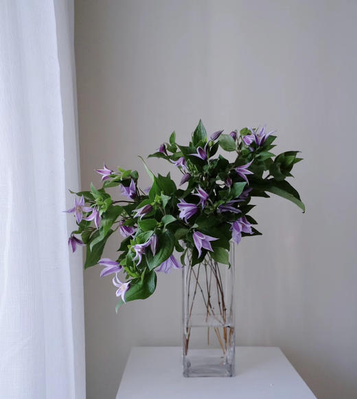 【星河】进口铁线莲  紫色  5枝/扎 商品图0