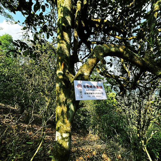 凰馨古茶2023年老曼峨357克生茶探春系列 拍五发六 商品图4