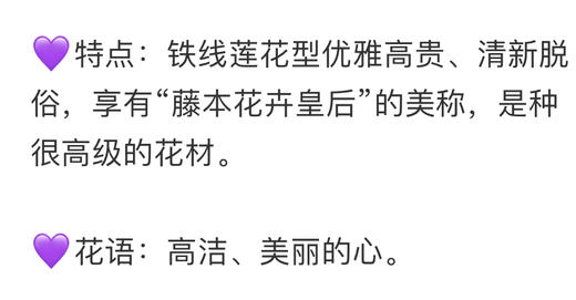 【星河】进口铁线莲  紫色  5枝/扎 商品图11