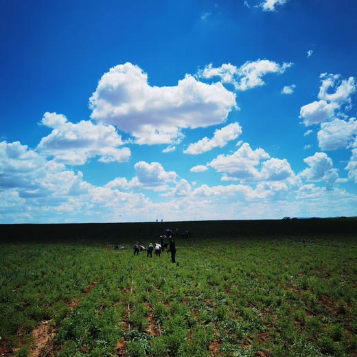 有机蒙古黄芪（代用茶，片）100g/罐 商品图3