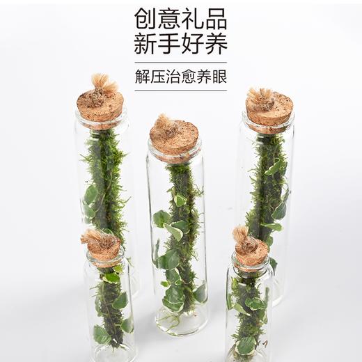 苔藓微景观生态瓶 懒人室内桌面摆件 水培绿植解压景观 花叶薛荔植物 商品图2