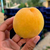 山东蒙阴黄金蜜毛桃 4.5-5斤10-14个彩箱装 一果一格 足斤，未满格为正常现象 商品缩略图4