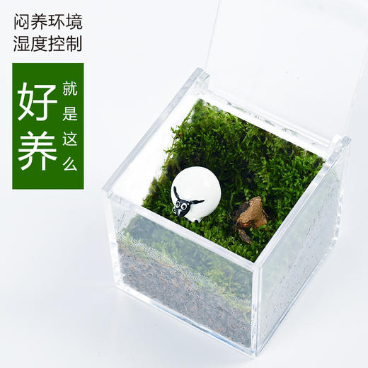 苔藓微景观生态瓶 懒人室内桌面摆件 水培绿植解压景观 花叶薛荔植物 商品图1