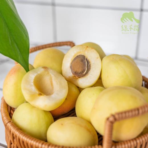 生态银白杏 | 合作生产*Eco- apricot | Coproduction 商品图2