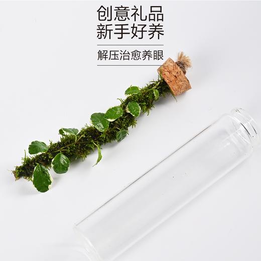 苔藓微景观生态瓶 懒人室内桌面摆件 水培绿植解压景观 花叶薛荔植物 商品图5