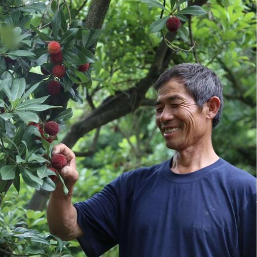 【东魁杨梅•鲜摘】#顺丰冷链  5A/7A规格 贡品国贡  核心产地精选  每一颗都是幸福的味道 商品图4