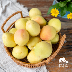 生态银白杏 | 合作生产*Eco- apricot | Coproduction