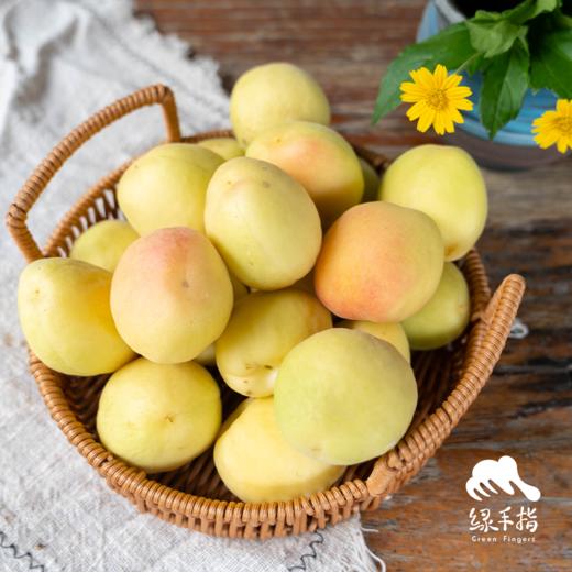 生态银白杏 | 合作生产*Eco- apricot | Coproduction 商品图0