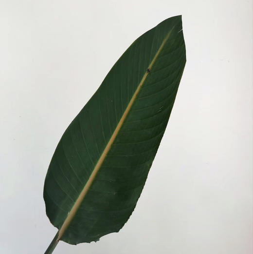 大鸟叶 商品图0