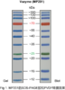 180 kDa Plus Prestained Protein Marker 商品缩略图1