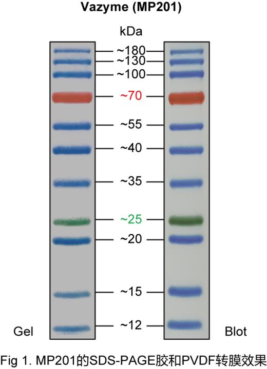 180 kDa Plus Prestained Protein Marker 商品图1