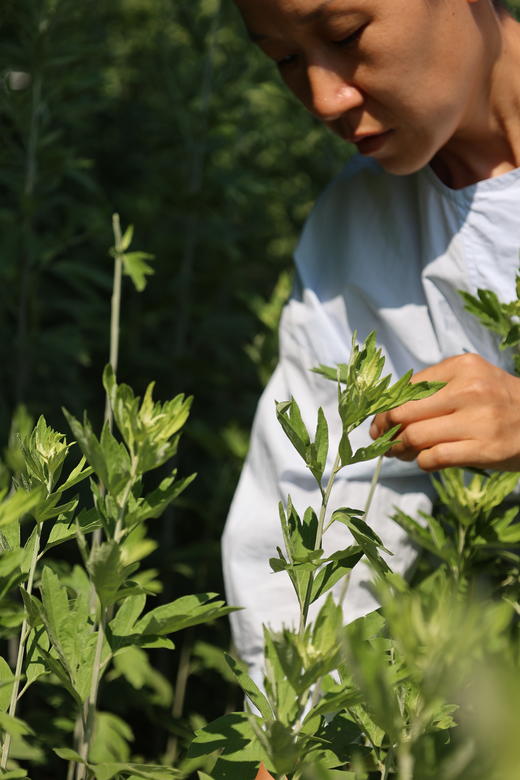 艾草薄荷膏 20g 商品图3