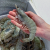 海鑫怡 厄瓜多尔进口白虾 氮气盐冻 2030/3040（净重不低于1.4kg，每盒38-45只虾） 商品缩略图1