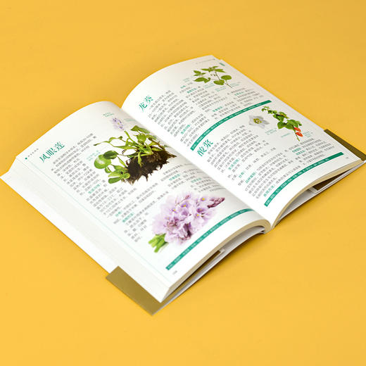 野菜轻图鉴 250余种野菜识别与食用指南 分类 名称  特征识别 生活习性 繁殖方式 科普常见野菜识别知识 享受采摘野菜的乐趣(付彦荣  主编 含章新实用编辑部  编著  凤凰含章出品) 商品图4