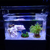 亚克力迷你微缸 底滤/背滤 小海缸 商品缩略图3