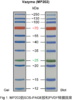 250 kDa Plus Prestained Protein Marker 商品缩略图2