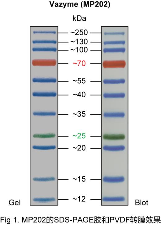 250 kDa Plus Prestained Protein Marker 商品图2