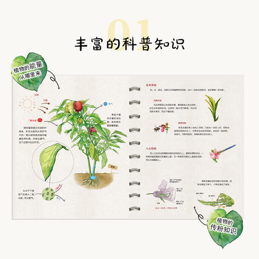 外婆的魔法菜园「精装大本」7-10岁(海水焰 著；肖帆 绘) 商品图2