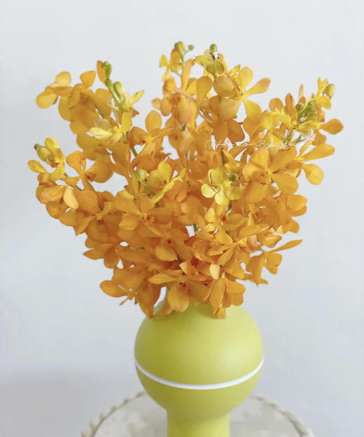 泰国-【千代兰】橙 商品图0