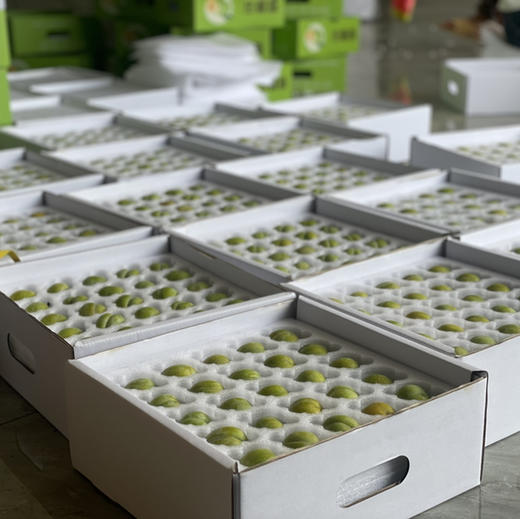 【蜂糖李】贵州六马，山间蜂糖李 ，入口如蜂蜜般香甜，非常好吃的一款李子，必吃推荐！ 商品图2