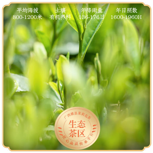 口感鲜爽醇厚【朴大师-茉莉花茶】香气持久，茶味足耐泡，叶底含芽较多！ 商品图5