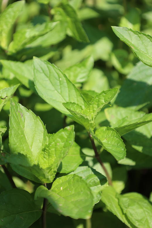 艾草薄荷膏 20g 商品图4