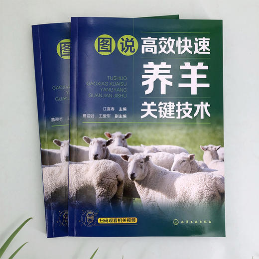 图说高效快速养羊关键技术 商品图1