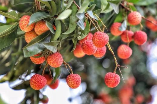 24节气夏季系列-夏至荔枝红 商品图2