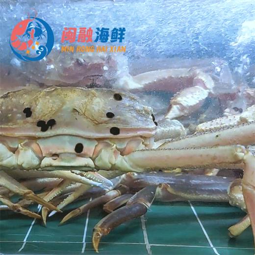 鲜活松叶蟹 商品图0