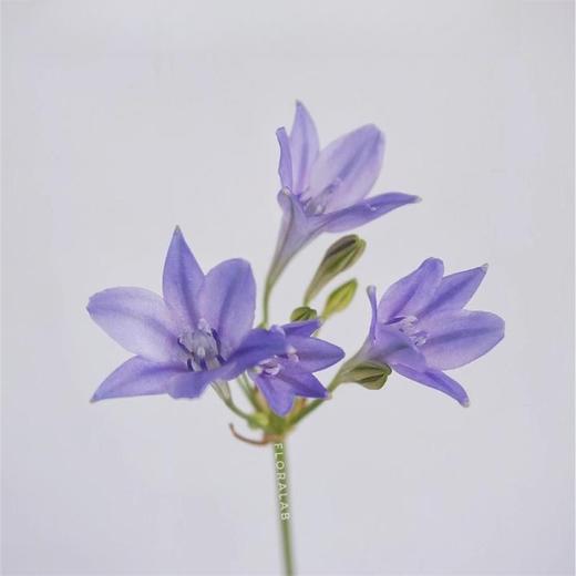 荷兰进口各色紫灯花10支花期长 商品图7