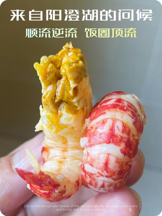 阳澄湖 清水小龙虾 商品图3