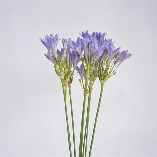 荷兰进口各色紫灯花10支花期长 商品图11