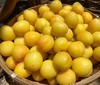 新疆轮台小白杏 树上蜂蜜 皮薄杏味浓 一杏两吃 全托三仓发货 时效快 商品缩略图5