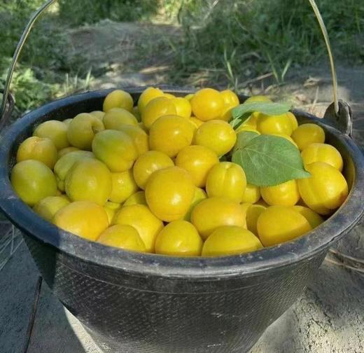 新疆轮台小白杏 树上蜂蜜 皮薄杏味浓 一杏两吃 全托三仓发货 时效快 商品图2