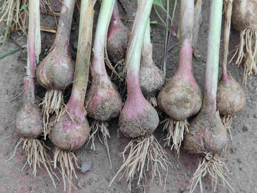 北甸子村农家自留地老品种紫皮蒜   大蒜 商品图0