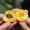 新疆轮台小白杏 树上蜂蜜 皮薄杏味浓 一杏两吃 全托三仓发货 时效快 商品缩略图3