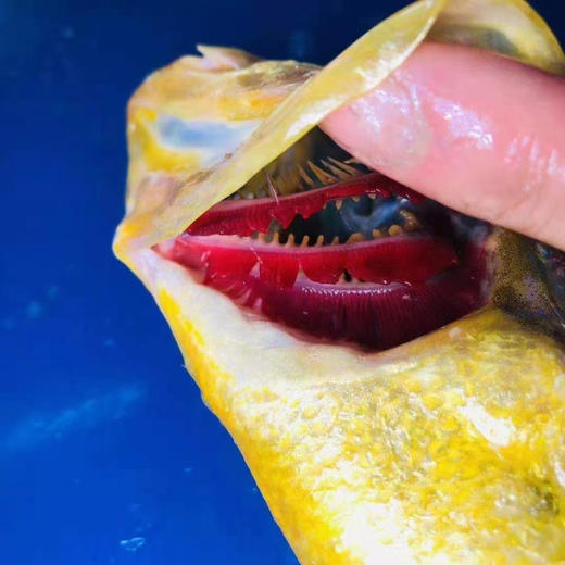 冷链包邮到家！浙江台州大陈岛黄鱼，优越的水质、原生态的放养方式铸就了海洋水产中的名品，体型匀称、色泽鲜艳、肉质无泥腥味并呈蒜瓣状，该产品已通过无公害产品认证和有机产品认证，0.8-1斤/条 商品图1