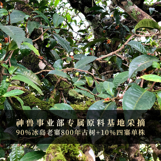 【仅供展示】【神兽—白虎】超越纯料冰岛老寨的存在，神兽事业部独立出品高奢品牌。 商品图8