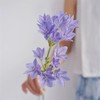 荷兰进口各色紫灯花10支花期长 商品缩略图10