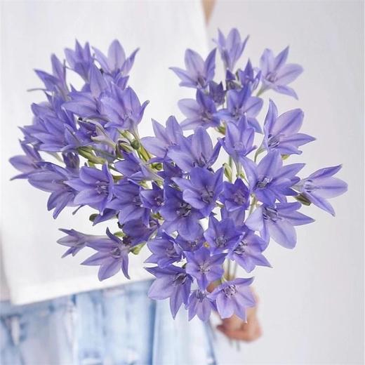 荷兰进口各色紫灯花10支花期长 商品图9
