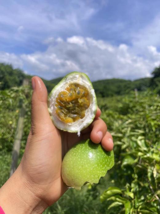 【钦蜜百香果9号】5斤/份 商品图1