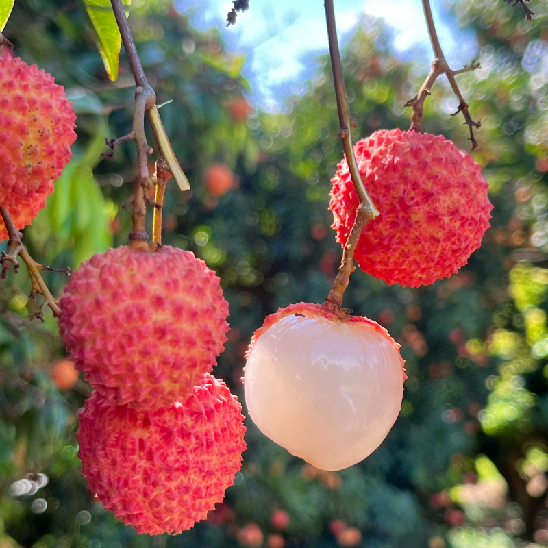 增城桂味荔枝（老树）|山人优选，果肉爽、弹且滑