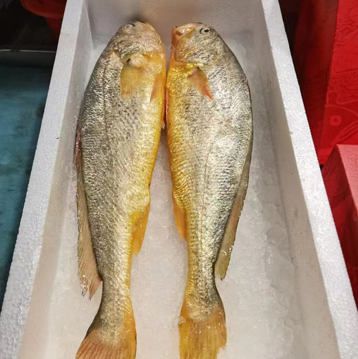 冷链包邮到家！浙江台州大陈岛黄鱼，优越的水质、原生态的放养方式铸就了海洋水产中的名品，体型匀称、色泽鲜艳、肉质无泥腥味并呈蒜瓣状，该产品已通过无公害产品认证和有机产品认证，0.8-1斤/条 商品图2