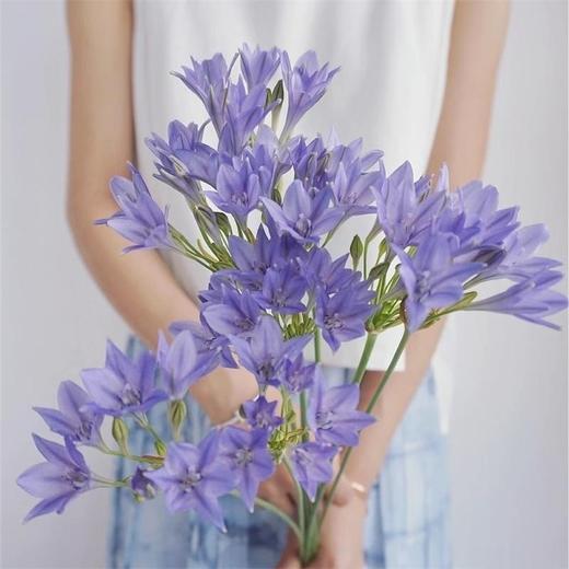 荷兰进口各色紫灯花10支花期长 商品图8