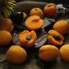 生态凯特大黄杏（预售9折，6.15开始陆续发货）  | 合作生产 *  Ecological Apricot | Coproduction 商品缩略图3