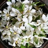 野生栀子花纯露 | 合作生产* Wild Gardenia Pure Dew | Coproduction 商品缩略图6