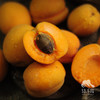 生态凯特大黄杏（预售9折，6.15开始陆续发货）  | 合作生产 *  Ecological Apricot | Coproduction 商品缩略图0