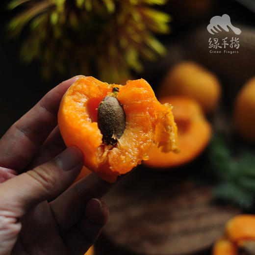 生态凯特大黄杏（预售9折，6.15开始陆续发货）  | 合作生产 *  Ecological Apricot | Coproduction 商品图1