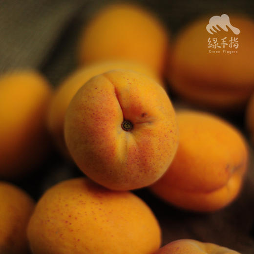 生态凯特大黄杏（预售9折，6.15开始陆续发货）  | 合作生产 *  Ecological Apricot | Coproduction 商品图4